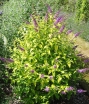 sadzonki - Budleja Dawida MOONSHINE 'Buddma' Buddleja davidii /C3