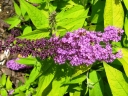 sklep ogrodniczy - Budleja Dawida MOONSHINE 'Buddma' Buddleja davidii /C3