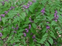 sadzonki - Pięknotka Bodiniera PROFUSION Callicarpa bodinieri C2/30cm *15T