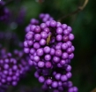 rośliny ozdobne - Pięknotka Bodiniera PROFUSION Callicarpa bodinieri C2/30cm *15T