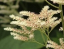 rośliny ogrodowe - Rodgersja kasztanowcolistna (Rodgersia aesculifolia) /C5