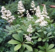 rośliny ogrodowe - Rodgersja kasztanowcolistna (Rodgersia aesculifolia) /C5