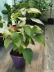 rośliny ozdobne - Szczęślin późny Clerodendrum trichotomum P15/30cm *3T