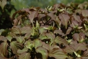 rośliny ozdobne - Dereń kousa SATOMI Cornus kousa C5/80-100cm *K8