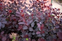 rośliny ogrodowe -  Perukowiec podolski DUSKY MAIDEN 'Londus' Cotinus coggygria C2/40cm