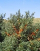 rośliny ogrodowe - Rokitnik wąskolistny żeński (Hippophae rhamnoides) C2/60-80cm *T41