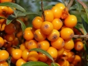 sadzonki - Rokitnik wąskolistny żeński (Hippophae rhamnoides) C2/60-80cm *T41
