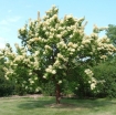 sklep ogrodniczy - Lilak japoński Syringa reticulata C5/60-80cm *K17