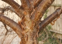 rośliny ozdobne - Lilak japoński Syringa reticulata C5/60-80cm *K17