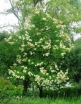 sklep ogrodniczy - Lilak japoński Syringa reticulata C5/60-80cm *K17