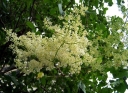 rośliny ozdobne - Lilak japoński Syringa reticulata C5/60-80cm *K17