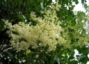 sadzonki - Lilak japoński Syringa reticulata C5/60-80cm *K17