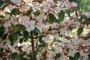 rośliny ozdobne - Kalina japońska PINK BEAUTY Viburnum plicatum C2/szer.20-30cm *K18