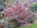 rośliny ogrodowe - Kalina japońska PINK BEAUTY Viburnum plicatum C2/szer.20-30cm *K18
