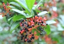 sklep ogrodniczy -  Kalina Siebolda SENECA Viburnum sieboldii C7,5/70cm