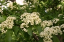 rośliny ogrodowe - Kalina Siebolda SENECA Viburnum sieboldii C7,5/70cm