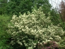 sklep ogrodniczy - Kalina Siebolda SENECA Viburnum sieboldii C7,5/70cm