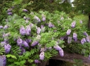 rośliny ogrodowe - Wisteria macrostachya BLUE MOON Glicynia amerykańska C2/80-100cm *6T