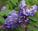 rośliny ozdobne - Wisteria macrostachya BLUE MOON Glicynia amerykańska C2/80-100cm *6T