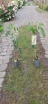 sklep ogrodniczy - Wisteria macrostachya BLUE MOON Glicynia amerykańska C2/80-100cm *6T