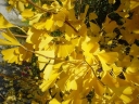 sklep ogrodniczy -  Miłorząb dwuklapowy PENDULA Ginkgo biloba
