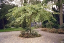 sadzonki - Miłorząb dwuklapowy PENDULA Ginkgo biloba