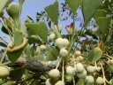 sklep ogrodniczy - Miłorząb dwuklapowy PENDULA Ginkgo biloba