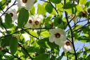 rośliny ogrodowe - Magnolia Wilsona Magnolia wilsonii C4/120-140cm *10