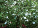 sklep ogrodniczy - Magnolia Wilsona Magnolia wilsonii C4/120-140cm *10