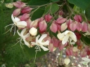 rośliny ogrodowe - Szczęślin trójdzielny VARIEGATUM Clerodendrum trichotomum C3/50cm