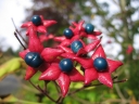 sklep ogrodniczy - Szczęślin trójdzielny VARIEGATUM Clerodendrum trichotomum C3/50cm