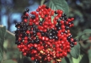 rośliny ogrodowe - Kalina hordowina AUREUM Viburnum lantana C2/50cm