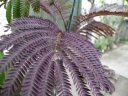 rośliny ozdobne - Albicja SUMMER CHOCOLATE Albizia C3/60cm *K13