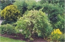 sadzonki - Oczar wiosenny LOMBART'S WEEPING Hamamelis vernalis C7,5/60-80cm