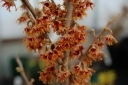 sklep ogrodniczy - Oczar wiosenny LOMBART'S WEEPING Hamamelis vernalis C7,5/60-80cm