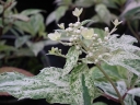 sadzonki - Hortensja bukietowa SUMMER SNOW Hydrangea paniculata