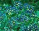 sadzonki -  Kalina ząbkowana BLUE MUFFIN 'Christom' Viburnum dentatum C3/60cm