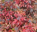 rośliny ogrodowe - Kalina ząbkowana BLUE MUFFIN 'Christom' Viburnum dentatum C3/60cm