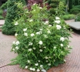 sadzonki - Kalina ząbkowana BLUE MUFFIN 'Christom' Viburnum dentatum C3/60cm