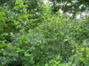 rośliny ozdobne - Kalina ząbkowana BLUE MUFFIN 'Christom' Viburnum dentatum C3/60cm