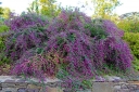 sadzonki - Lespedeza bicolor YAKUSHIMA /C3