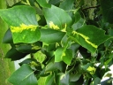 rośliny ogrodowe - Tulipanowiec amerykański MEDIOPICTUM Liriodendron tulipifera C5/80cm