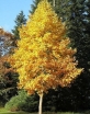 sadzonki - Tulipanowiec amerykański MEDIOPICTUM Liriodendron tulipifera C5/80cm