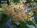 sadzonki -  Poliothyrsis sinensis C2/80-100cm *11
