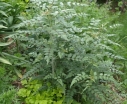 sadzonki - Jeżyna tybetańska SILVER FERN Rubus thibetanus C2/60cm