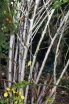 sadzonki - Jeżyna tybetańska SILVER FERN Rubus thibetanus C2/60cm