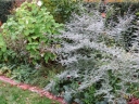 rośliny ozdobne - Jeżyna tybetańska SILVER FERN Rubus thibetanus C2/60cm