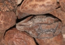 sklep ogrodniczy - Orzech szary Juglans cinerea C7,5/1,1-1,4m