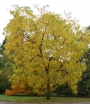 sklep ogrodniczy - Orzech szary Juglans cinerea C7,5/1,1-1,4m