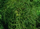 rośliny ozdobne - Orzech czarny LACINIATA Juglans nigra c7,5/80-100cm